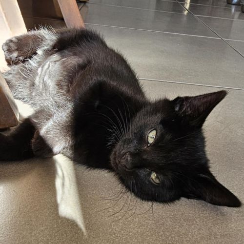 Tamworth meet me@petstock keysborough store 