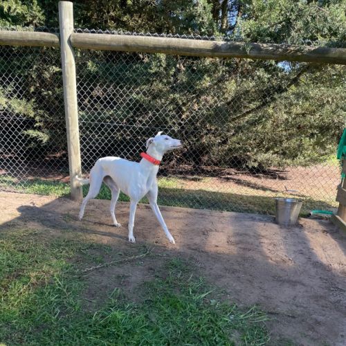 Dolly- located Melbourne and Toongabbie
