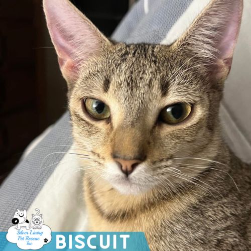 Biscuit