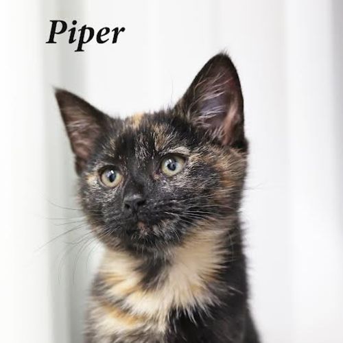 Piper