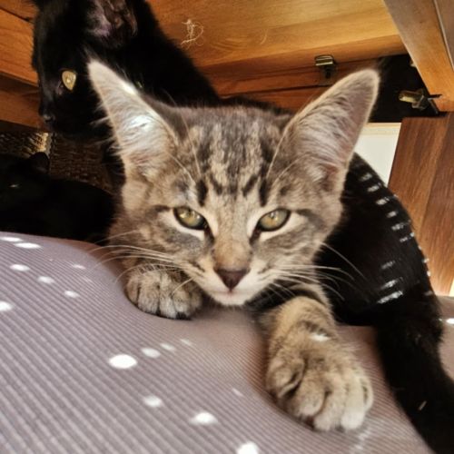 Dubbo meet me@petstock keysborough 