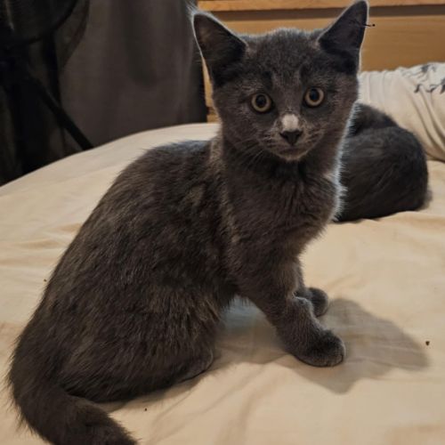 Parkes meet me@Petstock keysborough 