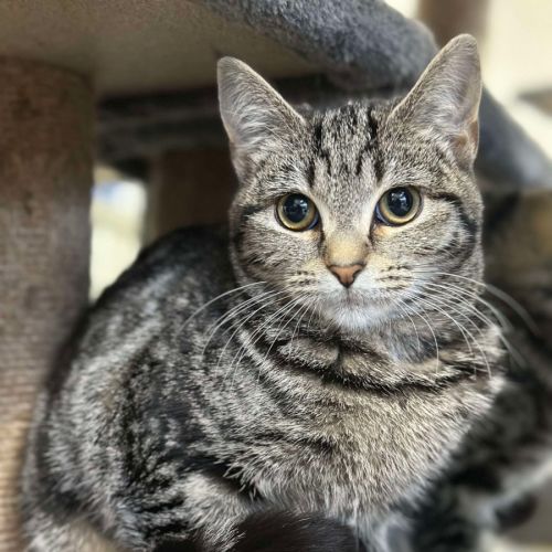 🧁 Mabel 6048 🧁