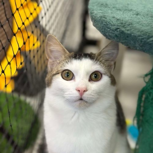 🎠 Niffler 5926 🎠