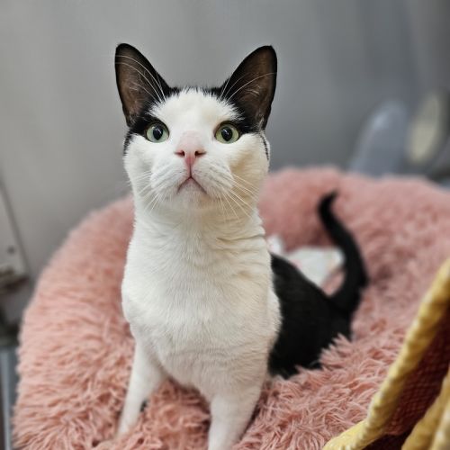 Bowie