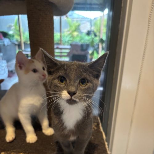 Galaxy meet me @petstock Hastings store