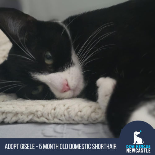 Gisele - 5 Month Old Domestic Short Hair
