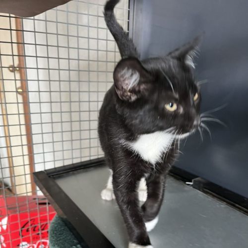 Jack - Now at PET Quarters Thornton