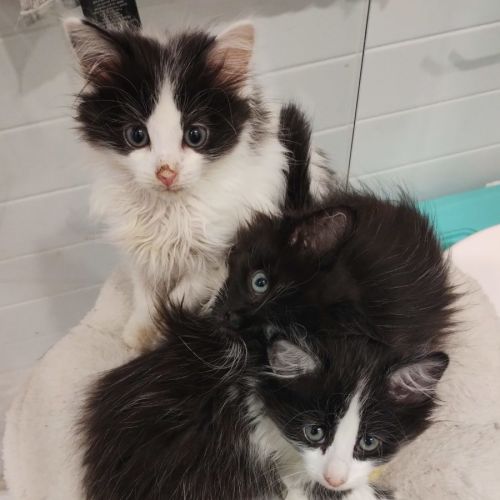 Biscuit, Oreo and Cookie