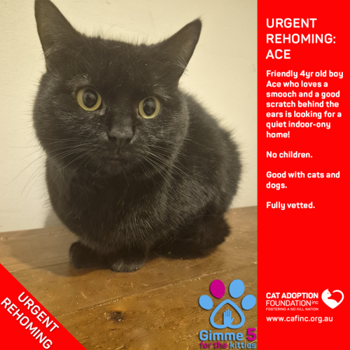 Ace Private Rehoming No Charge!