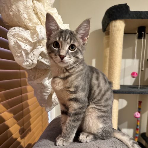 Freddie AKA Freaking Freddie