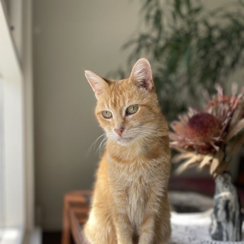 Ginger