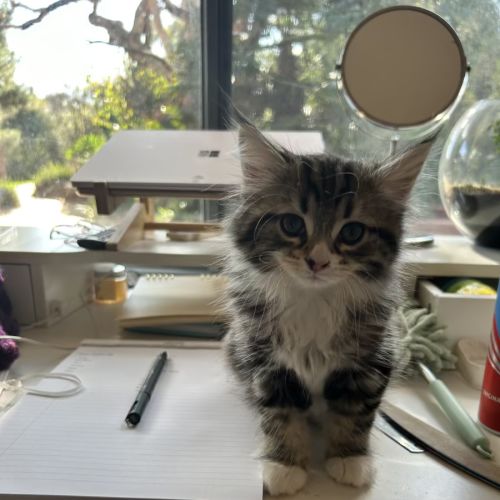 Alister - Located in Lower Plenty