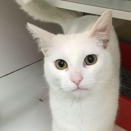 Hedwig