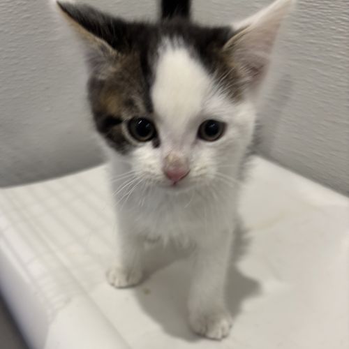 Little 4