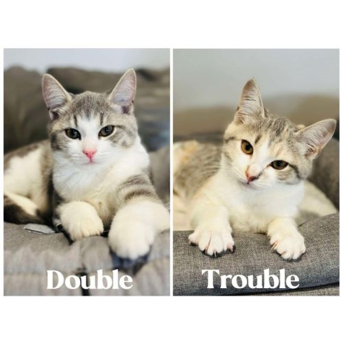 12328 & 12329 - Double & Trouble 