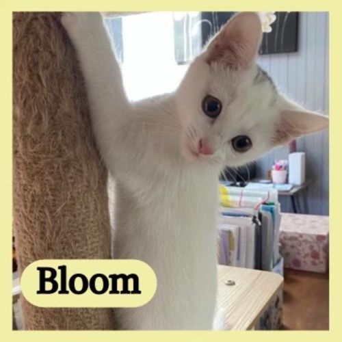 Bloom