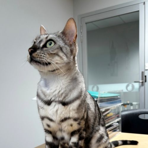 Jagerbomb rsua013856