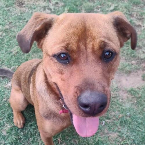 Cupid 😍Rottweiler x Ridgeback, girl, 1.5yo