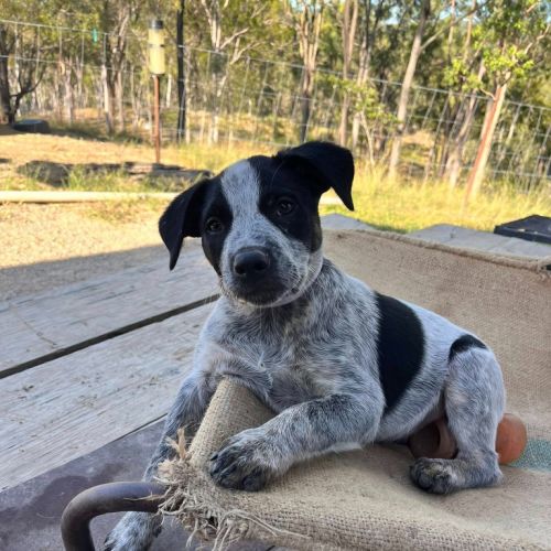 Ralphie (Now Dexter)