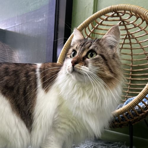 Twiggy (bonded To Ziggy)