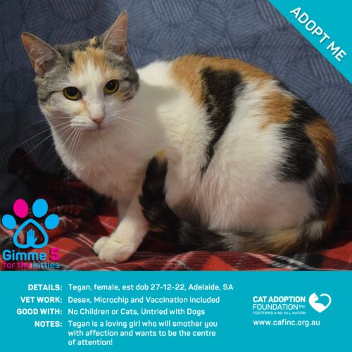 Tegan Only $50 Limited Time!