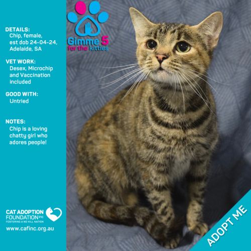 Chip Only $50 Limited Time!