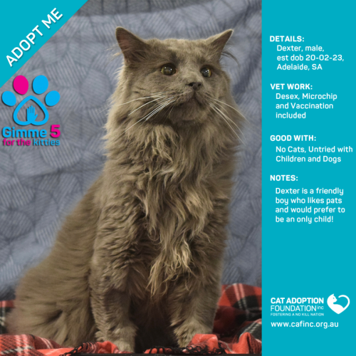 Dexter Only $50 Limited Time!