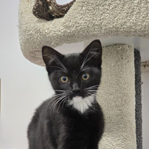 Rhea Ripley - Burnie