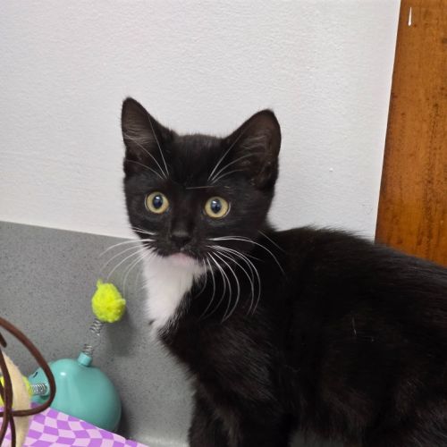 Bianca Belair - Burnie