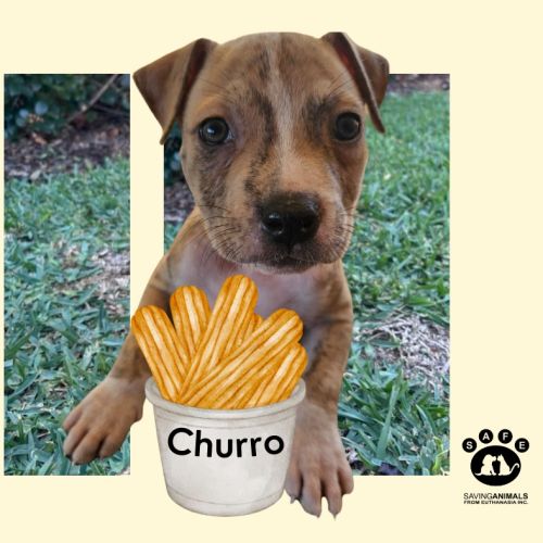 Churro