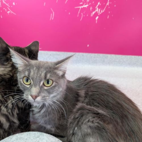 Smooch meet me@petstock Clyde north