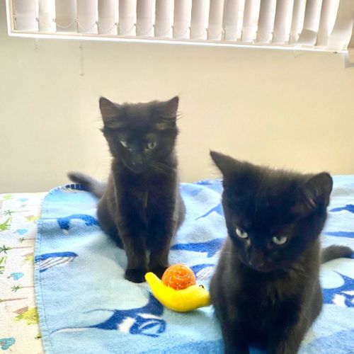 No photo for Simba & Apollo