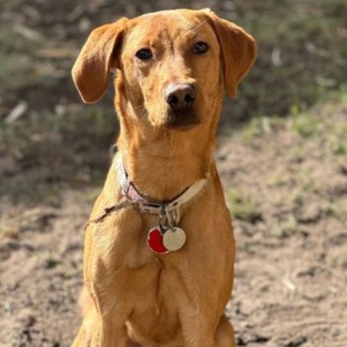 Nova
