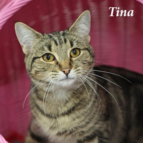 Tina