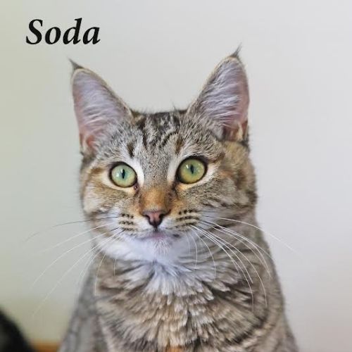 Soda