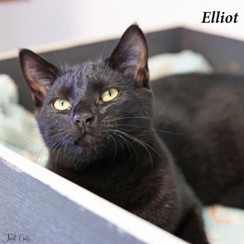Elliot