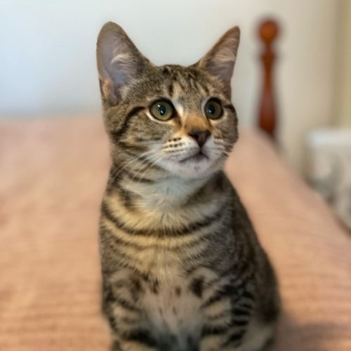 Chimon **2nd Chance Cat Rescue**