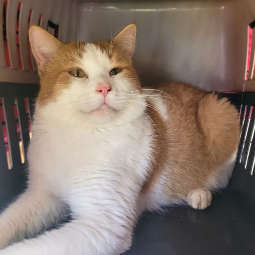 No photo for Thor ⚡️