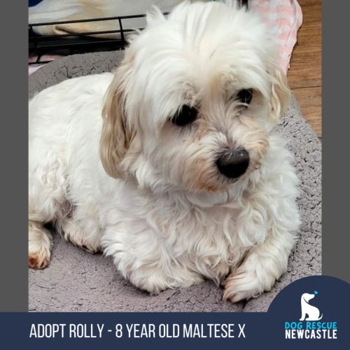 Rolly - 8 Year Old Maltese X