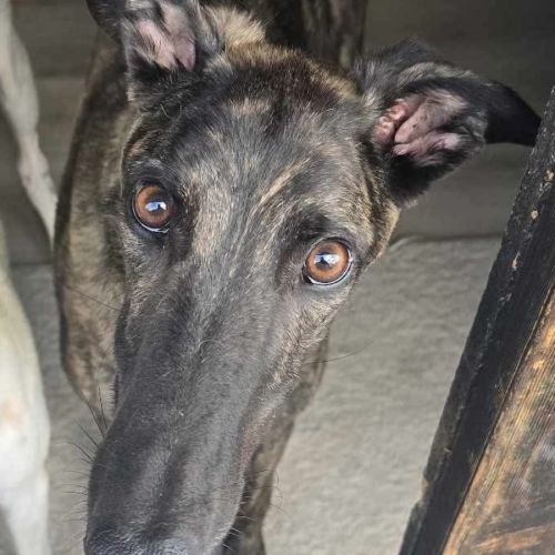 Claude the greyhound