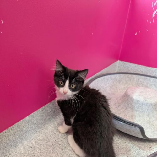 Tifa meet me@Petstock Clyde north store