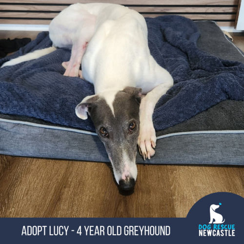 Lucy - 4 Year Old Greyhound