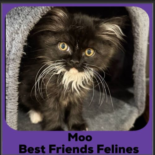 Moo 