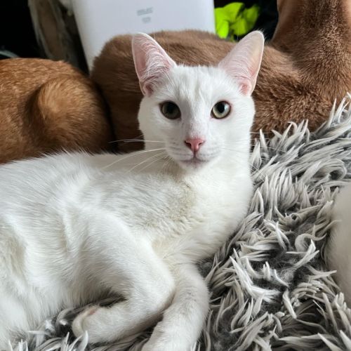 Leander *9 Lives Project Rescue*