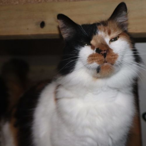 Heidi - now at PET Quarters Thornton