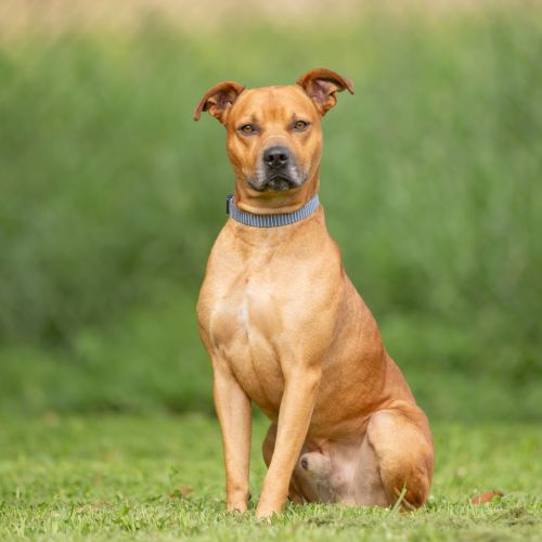 Bohdi (previously Pancake)