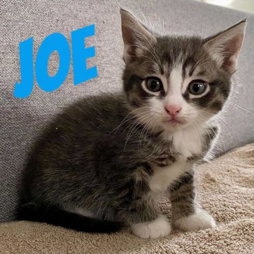 Joe