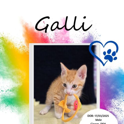 Galli