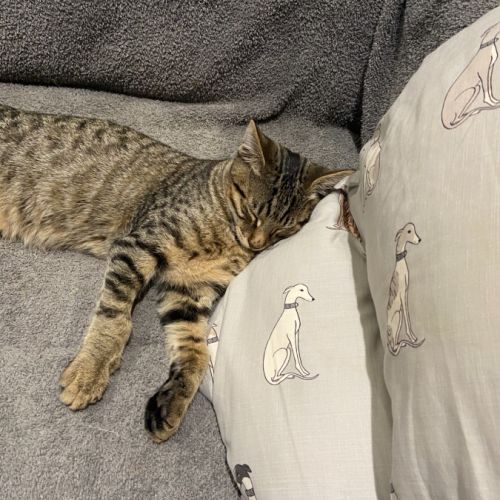 Fred (Weasley) of Harry Potter Fame